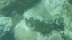 Tridacna