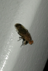 Suillia variegata