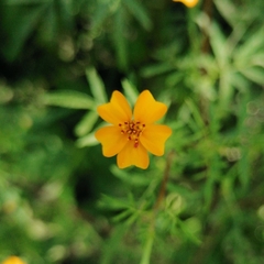 Tagetes tenuifolia