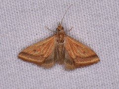 Microtheoris ophionalis