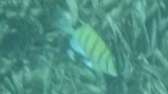 Acanthurus triostegus