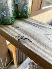 Acanthocephala declivis