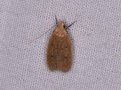 Inga obscuromaculella