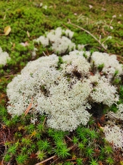 Cladonia subtenuis