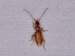 Zuphioides longicolle