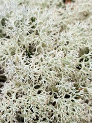 Cladonia subtenuis