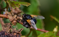 Mesembrina meridiana
