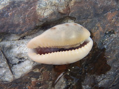 Erronea xanthodon