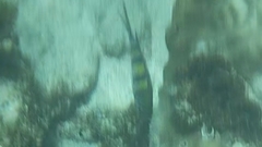 Abudefduf vaigiensis