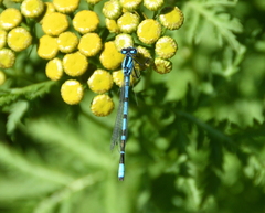 Enallagma annexum