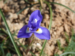 Moraea sisyrinchium