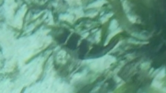 Canthigaster valentini