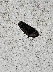 Catonia nava