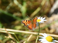 Polygonia gracilis