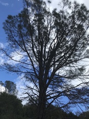 Pinus sabiniana