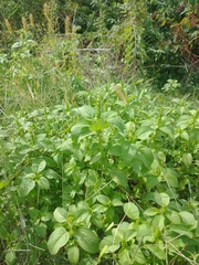 Acalypha ostryifolia