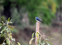 Tachycineta leucorrhoa