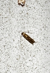 Philonome clemensella