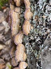 Trichaptum biforme