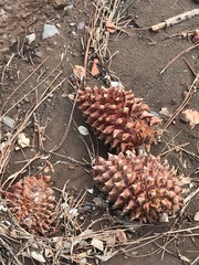 Pinus sabiniana