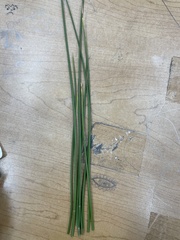 Eleocharis acicularis