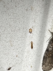 Philonome clemensella