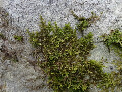 Porellaceae