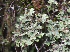 Pseudocyphellaria glabra