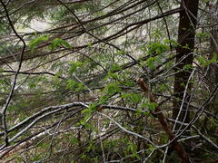 Amelanchier alnifolia