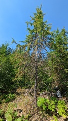 Larix occidentalis