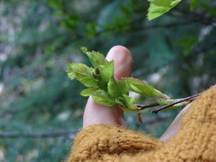 Amelanchier alnifolia