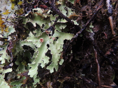 Pseudocyphellaria glabra