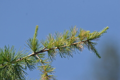 Larix occidentalis