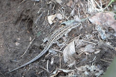 Lacerta agilis exigua