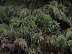 Sphagnum palustre