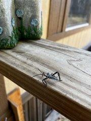 Acanthocephala declivis