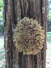 Zeyheria tuberculosa