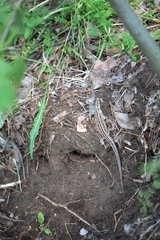 Lacerta agilis exigua