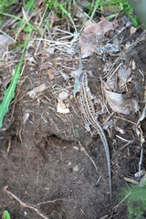 Lacerta agilis exigua