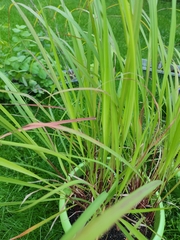 Cymbopogon