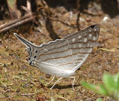 Marpesia merops