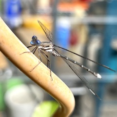 Archilestes californicus