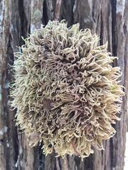 Zeyheria tuberculosa