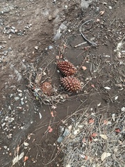 Pinus sabiniana