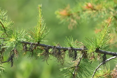 Larix occidentalis
