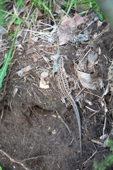 Lacerta agilis exigua