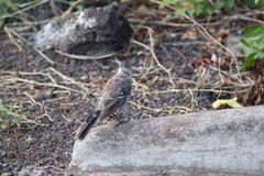 Mimus parvulus