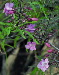 Tanaecium dichotomum