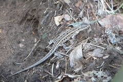 Lacerta agilis exigua