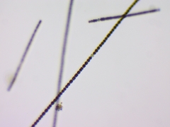 Dolichospermum